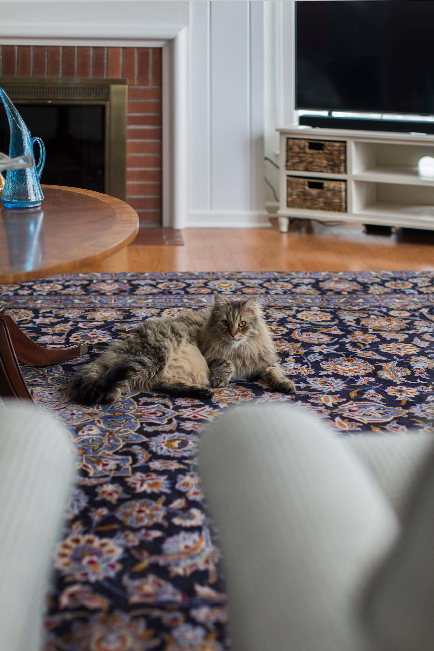 Cat lounging on Vintage Family Rug in Family Room Lindsey Putzier Design Studio