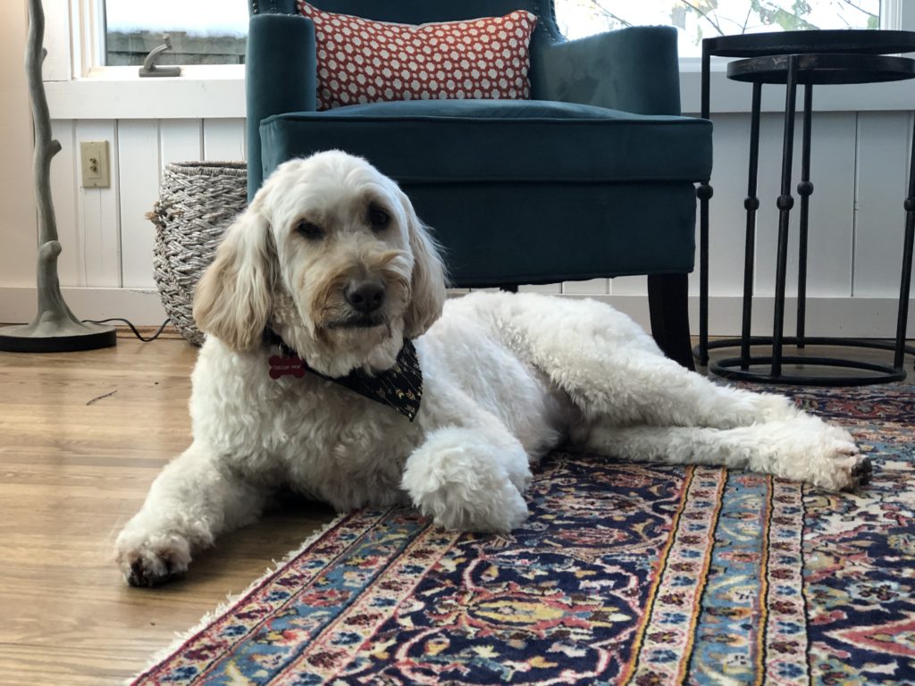 Client's medium-sized, white fluffy dog lounging on the red rug of Hudson, OH sunroom Lindsey Putzier Design Studio