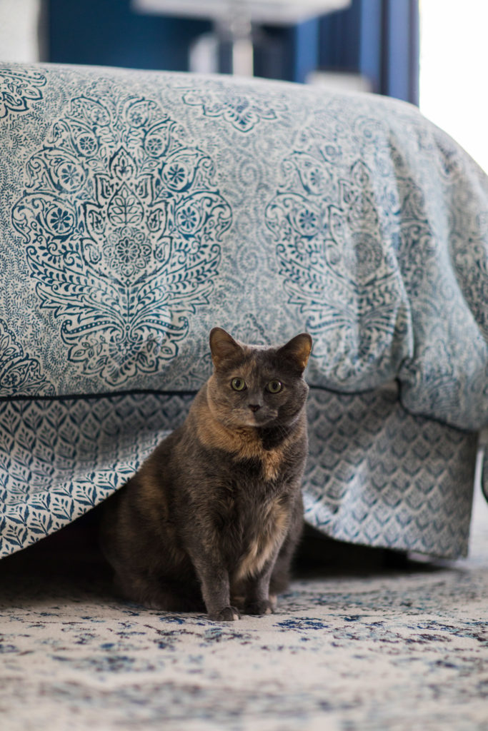 Designer's cat Lindsey Putzier Design Studio